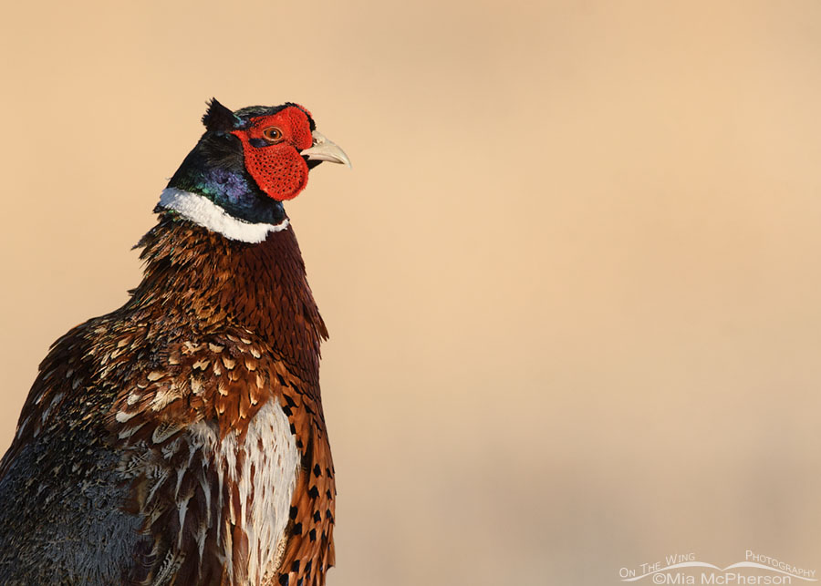 Spring Ring-necked Pheasant portrait, Box Elder County, Utah