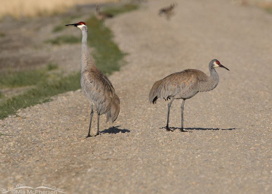 Pair of Sandhill Cranes on the auto tour loop road, Bear River Migratory Bird Refuge, Box Elder County, Utah