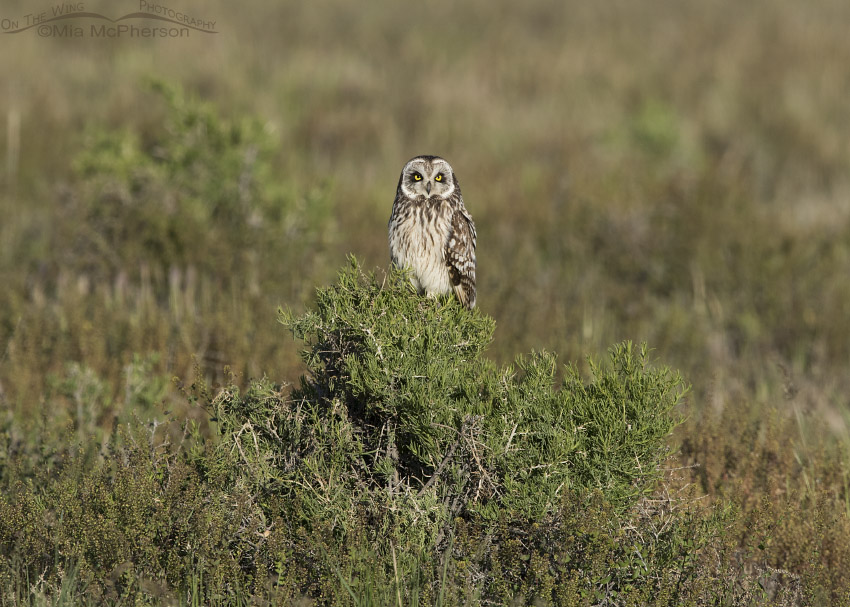 Short-eared Owl on a small bush, Box Elder County, Utah