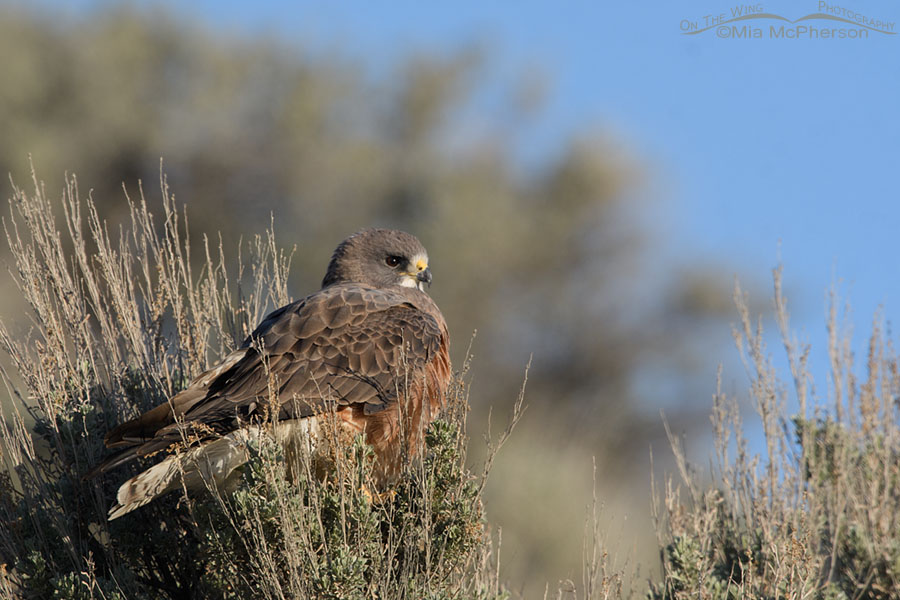Swainson's Hawk perched in sage, Box Elder County, Utah