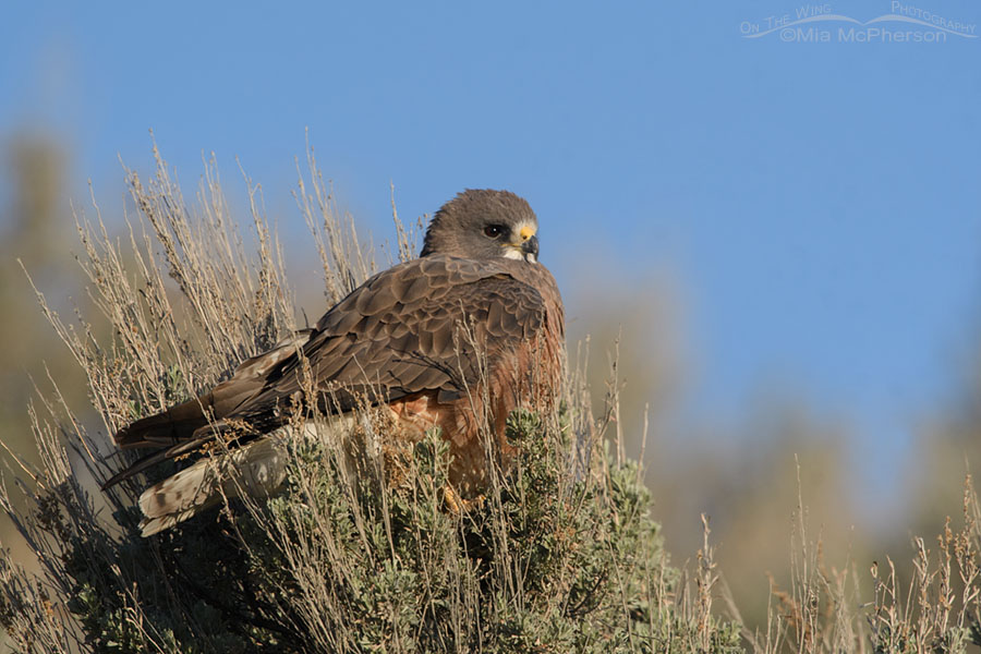 Adult Swainson's Hawk nestled into sage, Box Elder County, Utah