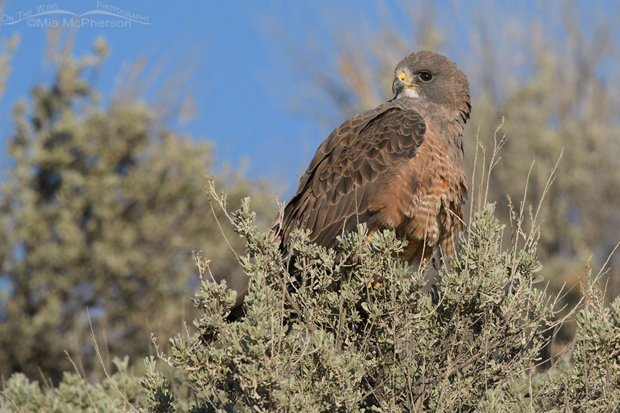 Adult Swainson's Hawk on a sagebrush perch, Box Elder County, Utah