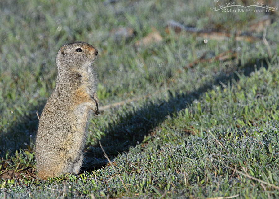 Standing Uinta Ground Squirrel and frost, Wasatch Mountains, Summit County, Utah