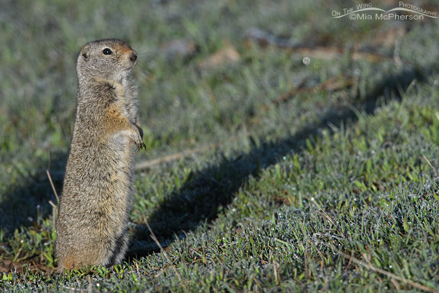 Uinta Ground Squirrel standing in frosted grasses, Wasatch Mountains, Summit County, Utah
