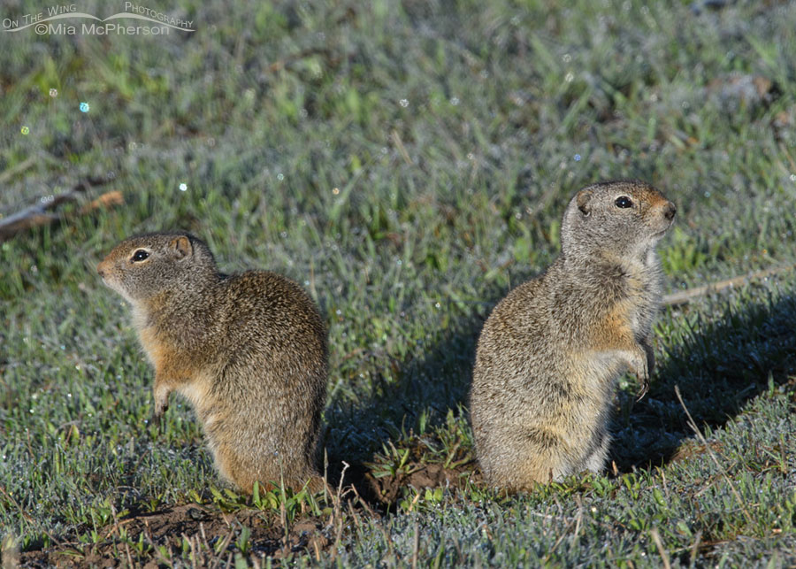 Two Uinta Ground Squirrels on a frosty April morning, Wasatch Mountains, Summit County, Utah