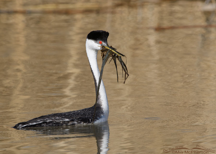 Western Grebe with weeds for the Weed Ceremony, Bear River Migratory Bird Refuge, Box Elder County, Utah