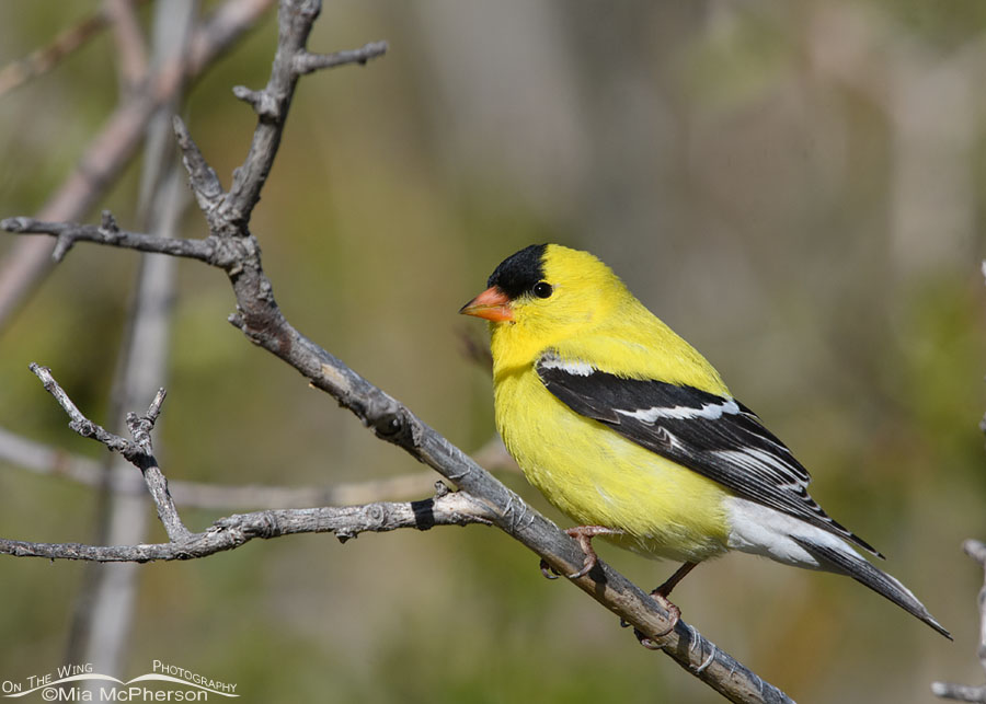Spring male American Goldfinch, Wasatch Mountains, Summit County, Utah