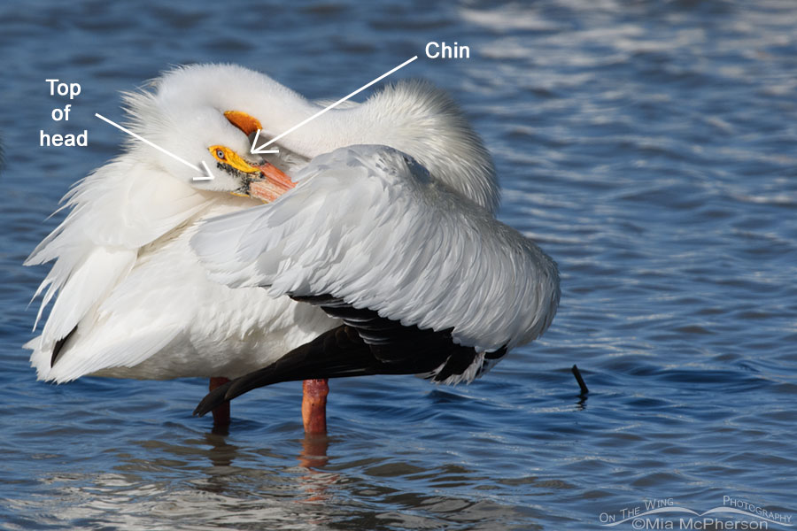 Preening American White Pelican optical illusion revealed, Bear River Migratory Bird Refuge, Box Elder County, Utah