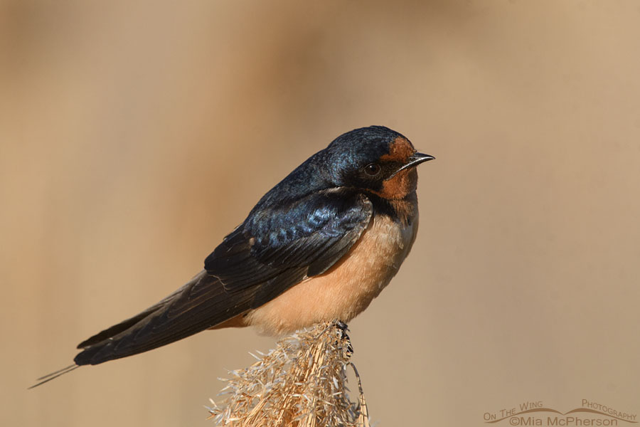 Adult Barn Swallow resting, Bear River Migratory Bird Refuge, Box Elder County, Utah