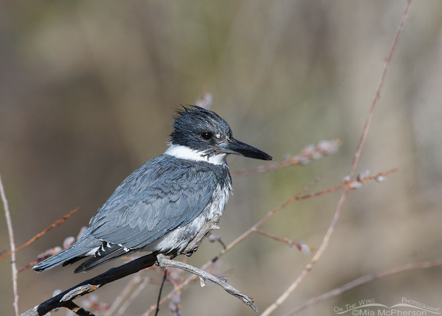 Spring adult male Belted Kingfisher, Wasatch Mountains, Summit County, Utah