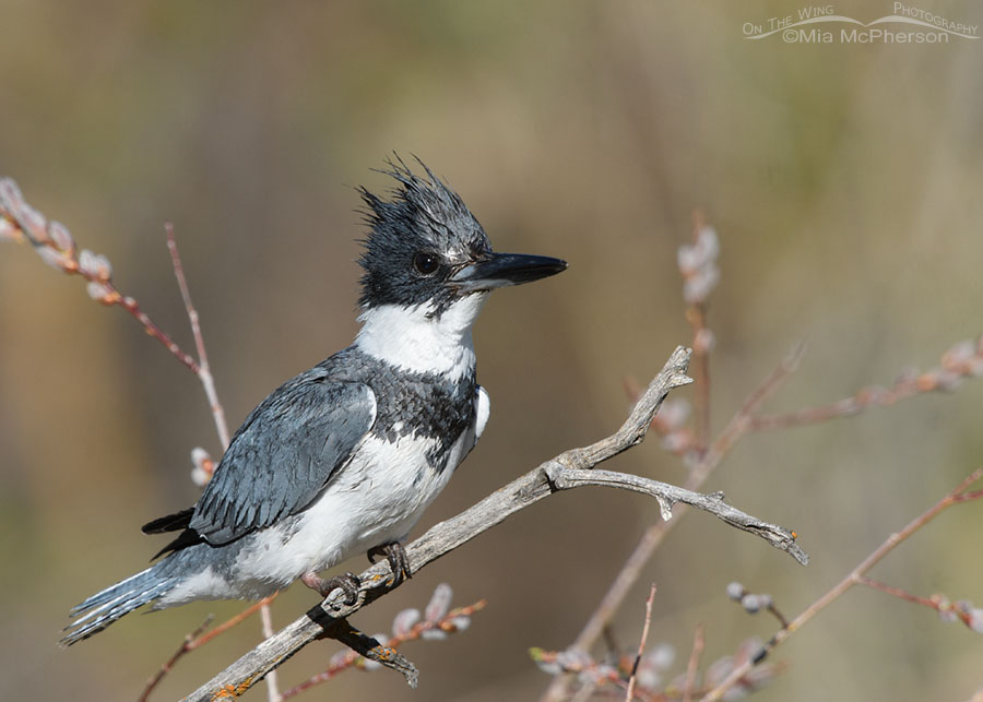 Alert male Belted Kingfisher and pussy willows, Wasatch Mountains, Summit County, Utah
