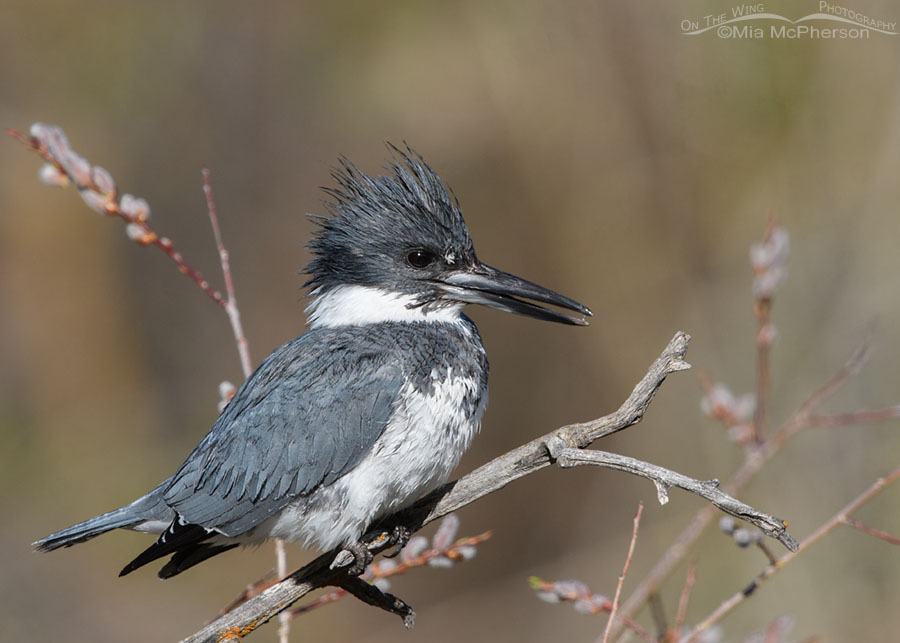 Male Belted Kingfisher in front of pussy willows, Wasatch Mountains, Summit County, Utah