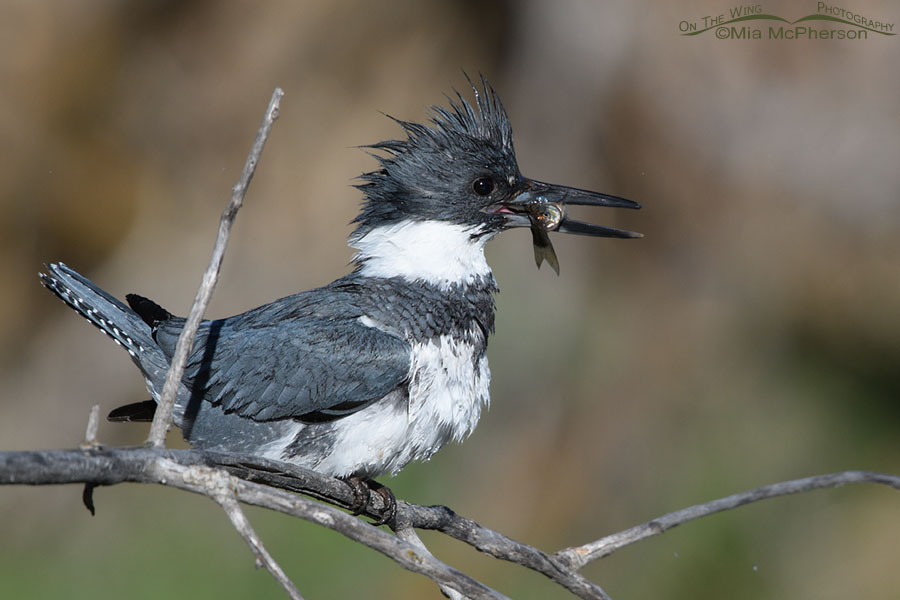Adult Belted Kingfisher with a small fish, Wasatch Mountains, Summit County, Utah