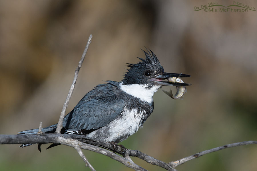 Male Belted Kingfisher with a fish in his bill, Wasatch Mountains, Summit County, Utah