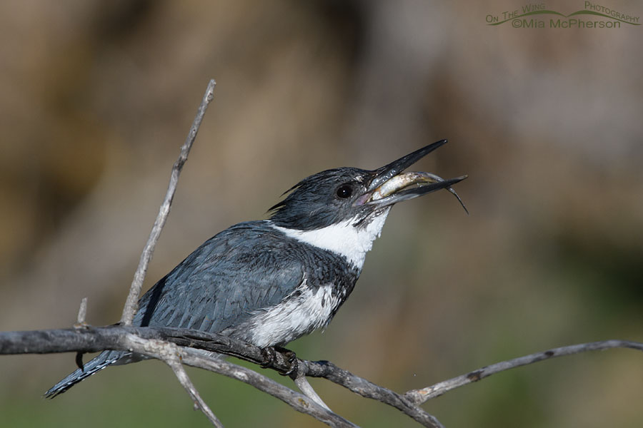 Adult male Belted Kingfisher swallowing his catch, Wasatch Mountains, Summit County, Utah