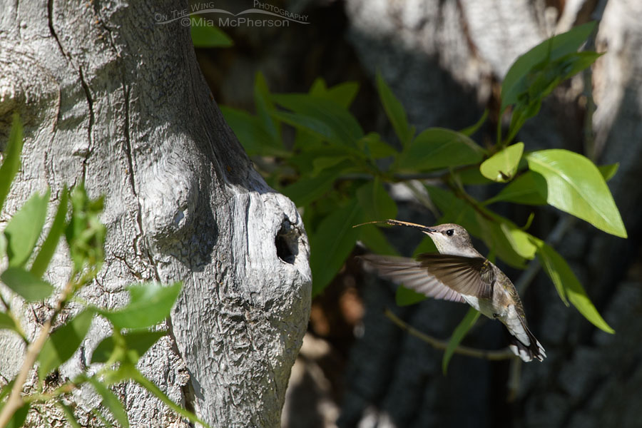 Female Black-chinned Hummingbird hovering at a knothole, West Desert, Tooele County, Utah