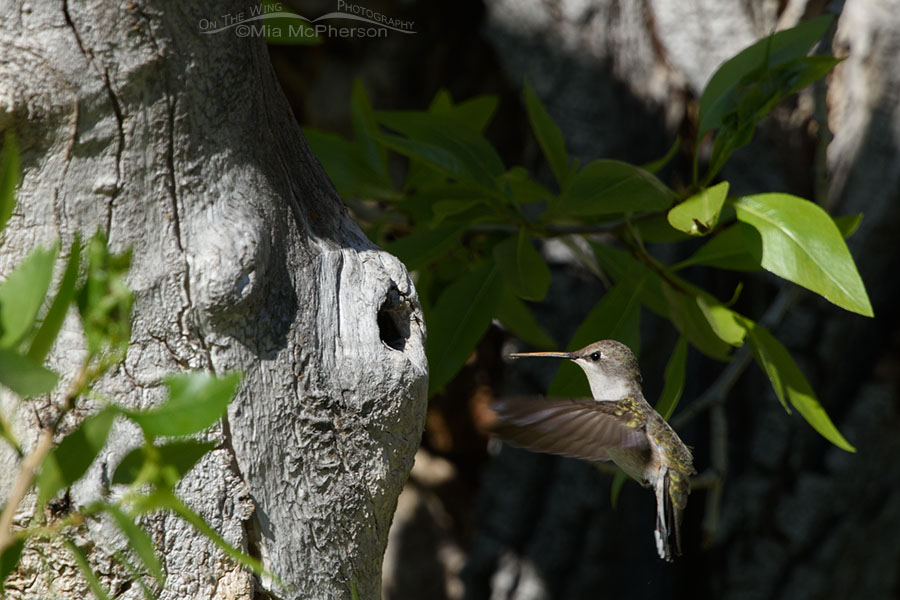 Female Black-chinned Hummingbird checking out a knothole, West Desert, Tooele County, Utah