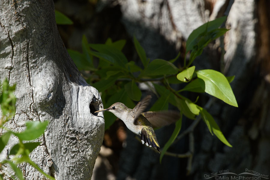 Female Black-chinned Hummingbird with her bill in a knothole, West Desert, Tooele County, Utah