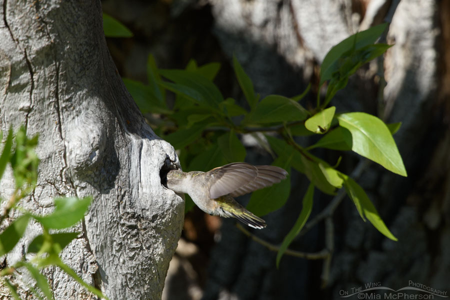 Female Black-chinned Hummingbird with her head in a knothole, West Desert, Tooele County, Utah