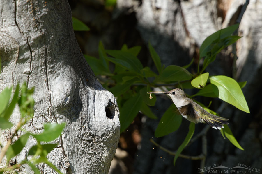Adult female Black-chinned Hummingbird with stuff falling off of her bill, West Desert, Tooele County, Utah