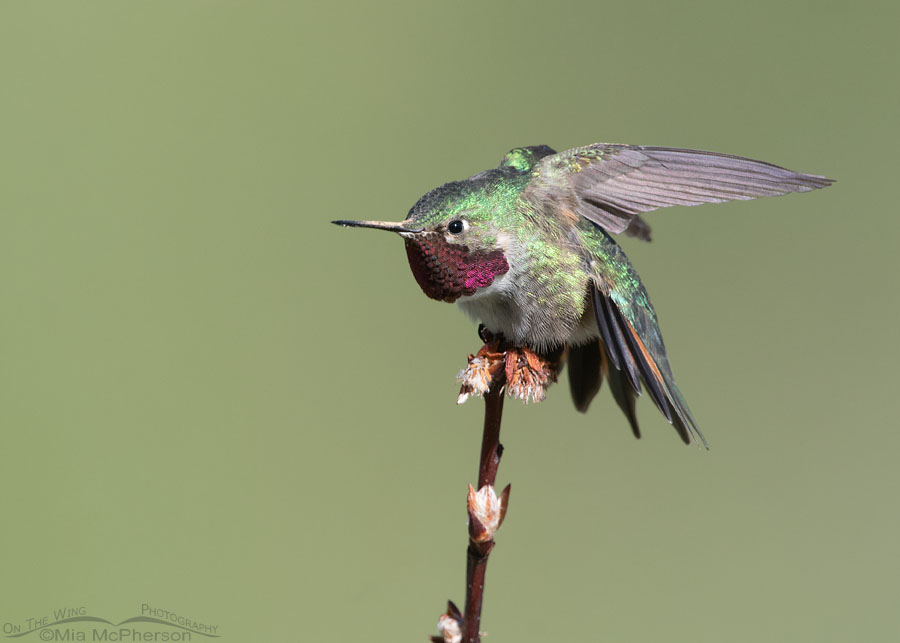 Adult male Broad-tailed Hummingbird stretching his wings, Wasatch Mountains, Morgan County, Utah