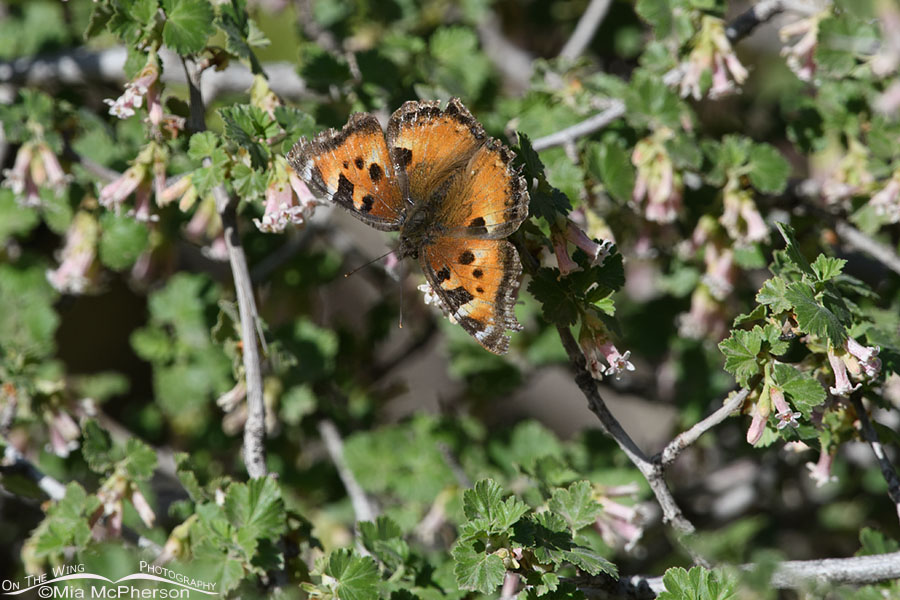 California Tortoiseshell butterfly on blooming Wax Currant, West Desert, Tooele County, Utah