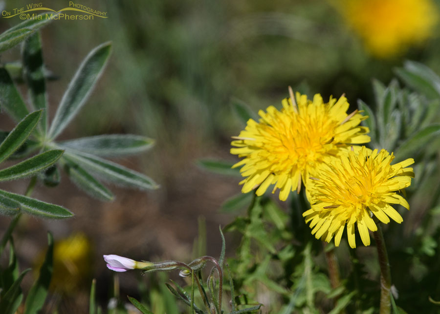 Blooming Dandelions in East Canyon, Wasatch Mountains, Morgan County, Utah