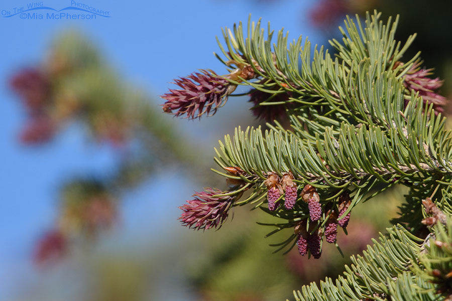 Female and male cones on a Douglas Fir in spring, West Desert, Tooele County, Utah