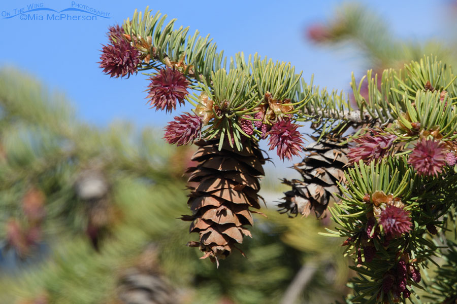 Douglas Fir in spring showing female, male and old cones, West Desert, Tooele County, Utah