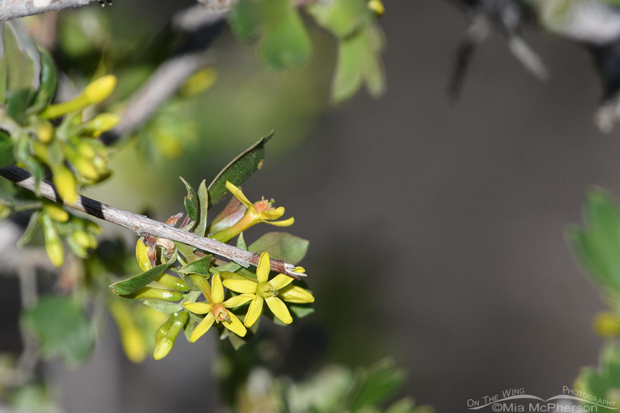 Golden Currant in bloom, Wasatch Mountains, Morgan County, Utah