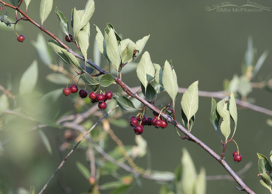 River Hawthorn branch with berries, Wasatch Mountains, Summit County, Utah