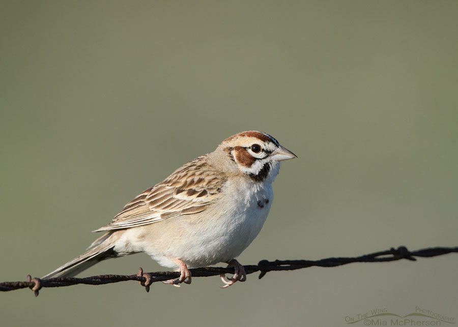 Spring adult Lark Sparrow on a barbed wire fence, West Desert, Tooele County, Utah