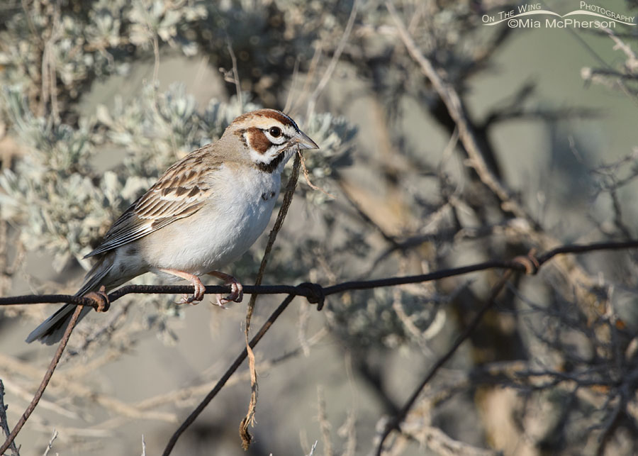 Lark Sparrow perched on a fence with nesting material, West Desert, Tooele County, Utah