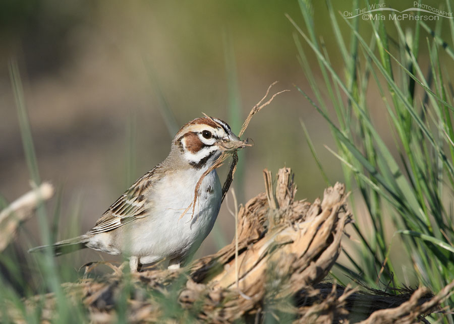 Lark Sparrow adult gathering nesting materials, West Desert, Tooele County, Utah