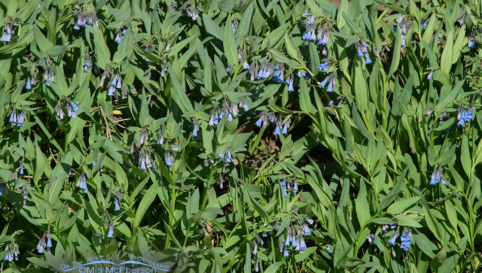 Tapestry of Mountain Bluebells, Wasatch Mountains, Summit County, Utah