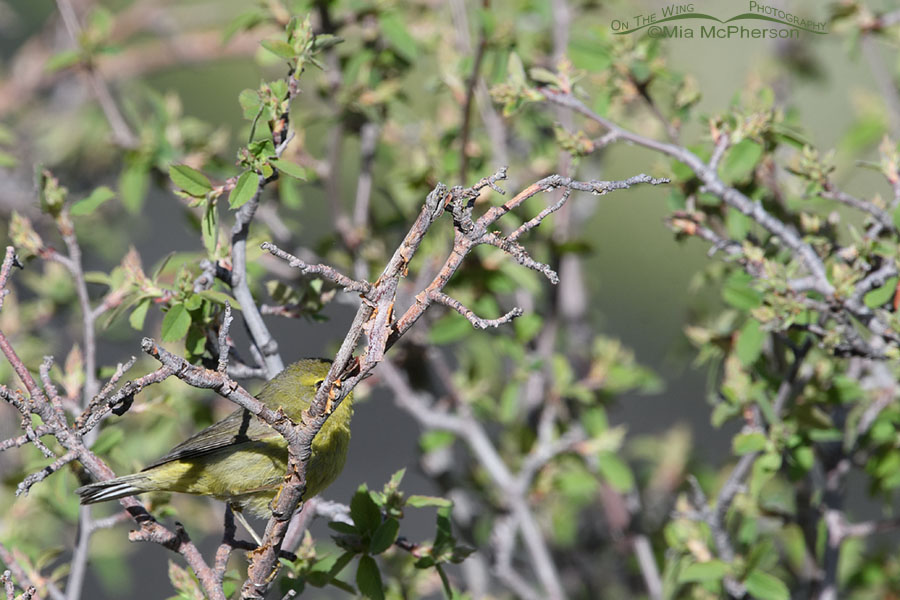 How Orange-crowned Warblers can hide in plain sight, Wasatch Mountains, Summit County, Utah