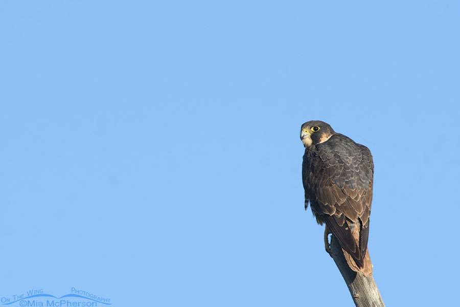 Subadult Peregrine Falcon in the West Desert, Tooele County, Utah