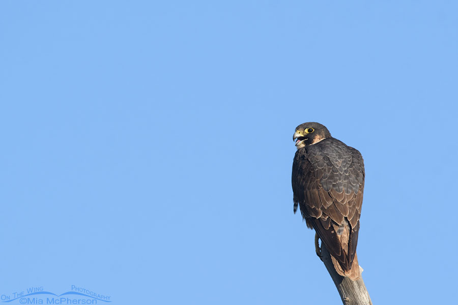 Subadult Peregrine Falcon calling from a wooden perch, West Desert, Tooele County, Utah