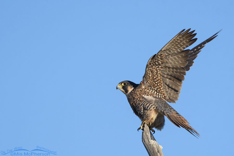 Subadult Peregrine Falcon lifting off from a fence post, West Desert, Tooele County, Utah