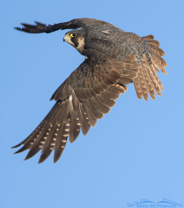 Subadult Peregrine Falcon in flight, West Desert, Tooele County, Utah
