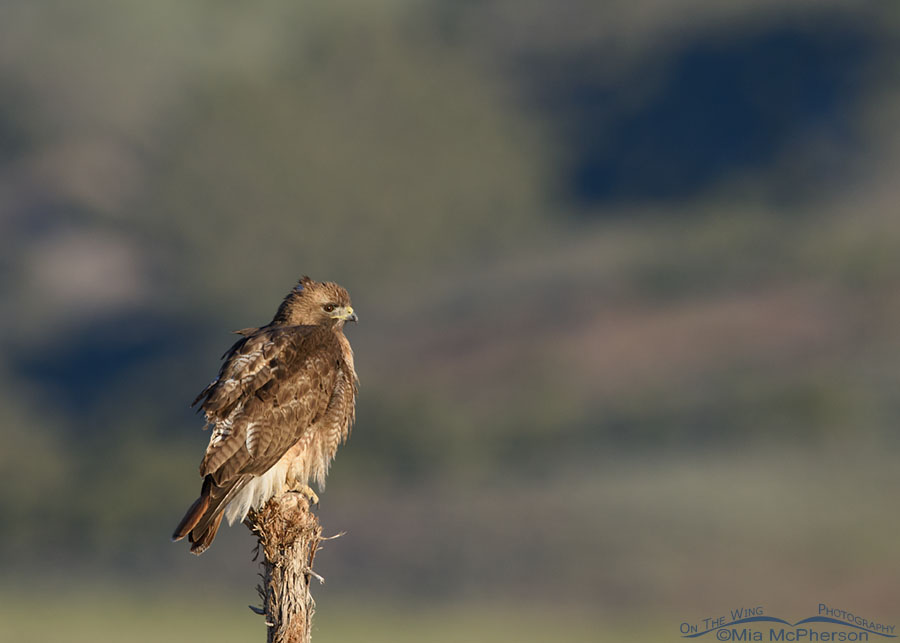 Adult Red-tailed Hawk basking in the warmth of the morning sun, West Desert, Tooele County, Utah