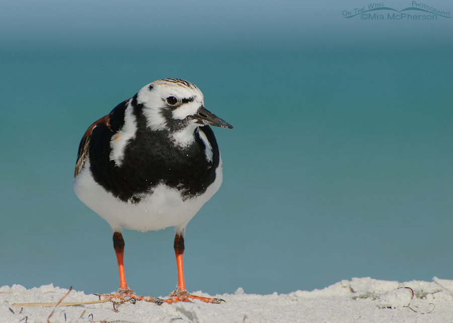 Adult male Ruddy Turnstone resting on sand, Fort De Soto County Park, Pinellas County, Florida