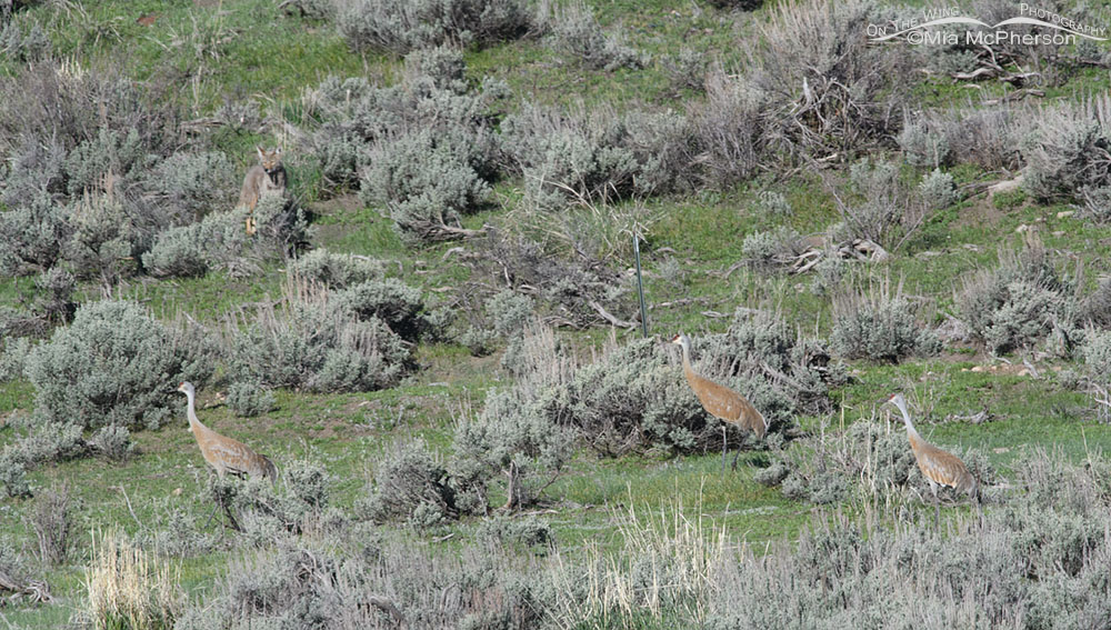 Coyote and three Sandhill Cranes in sagebrush and grasses, Wasatch Mountains, Summit County, Utah