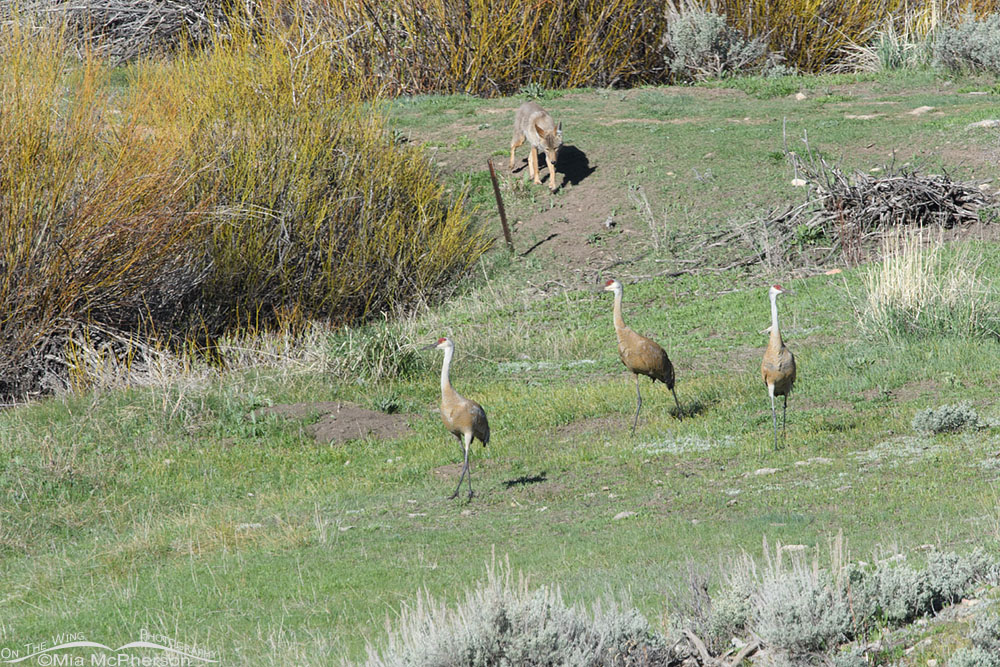 Coyote stalking three Sandhill Cranes, Wasatch Mountains, Summit County, Utah