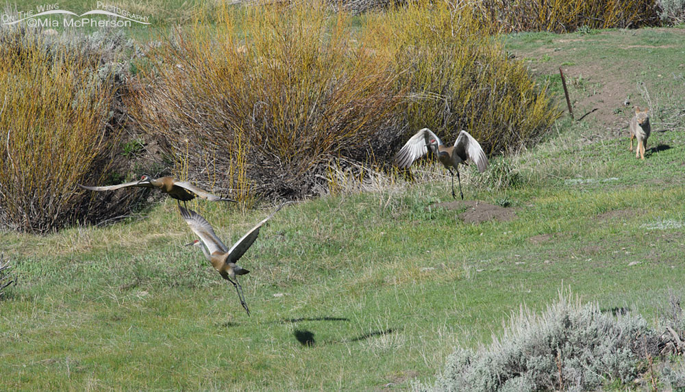 Sandhill Cranes taking flight from the Coyote, Wasatch Mountains, Summit County, Utah