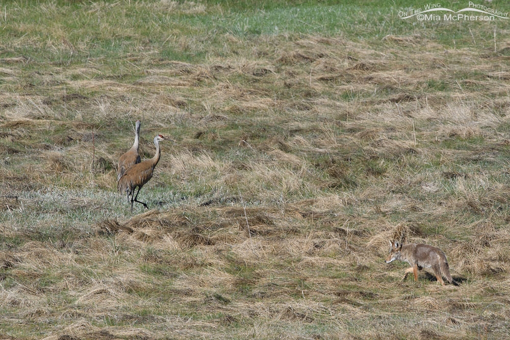 Coyote and two Sandhill Cranes, Wasatch Mountains, Summit County, Utah