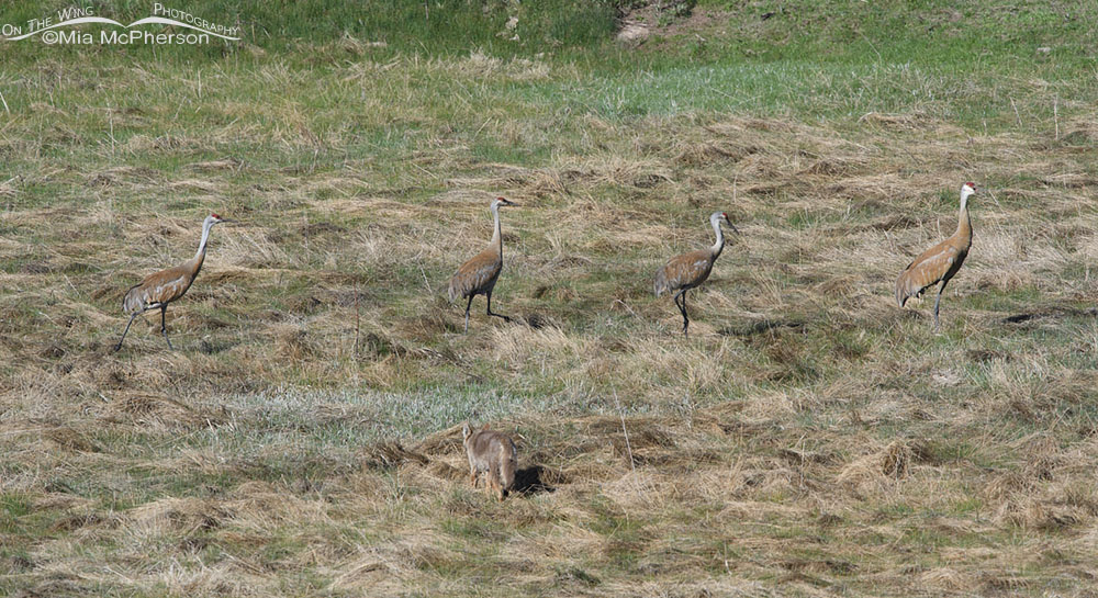 Four Sandhill Cranes and a Coyote, Wasatch Mountains, Summit County, Utah