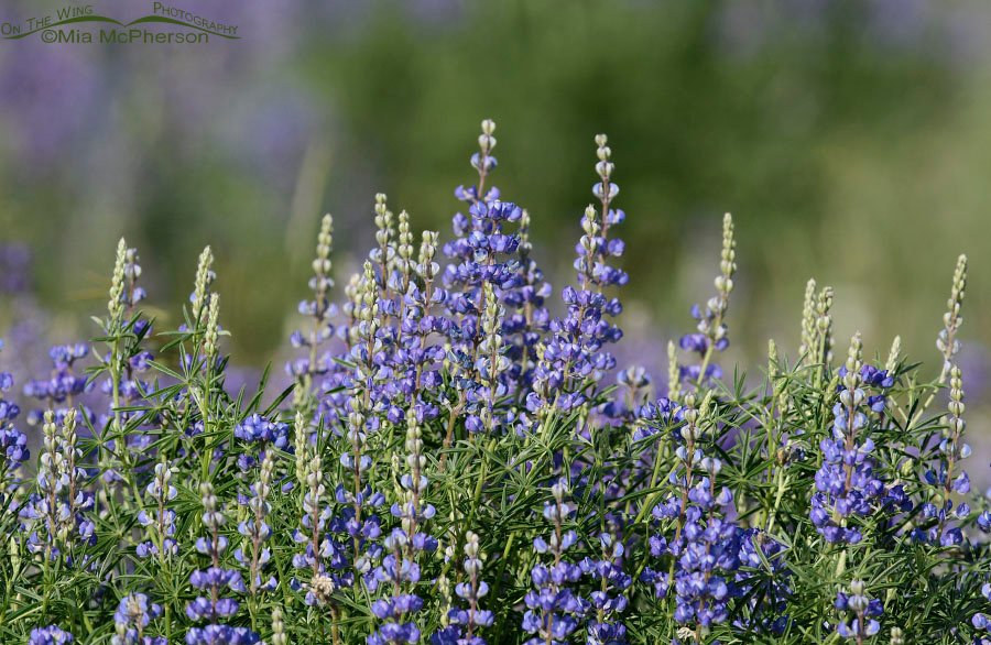 Silvery Lupines in bloom, Centennial Valley, Beaverhead County, Montana