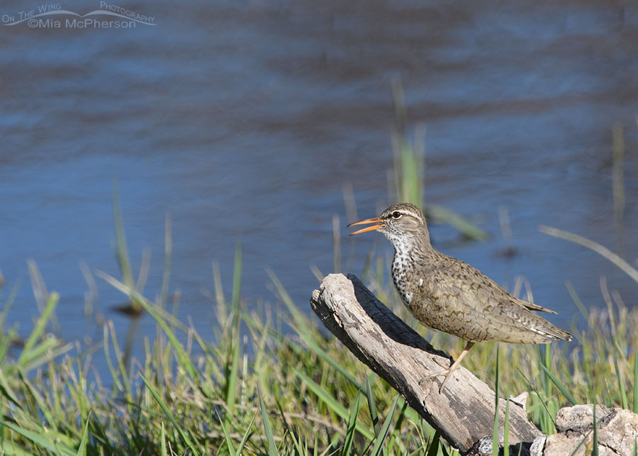 Calling adult Spotted Sandpiper, Wasatch Mountains, Summit County, Utah