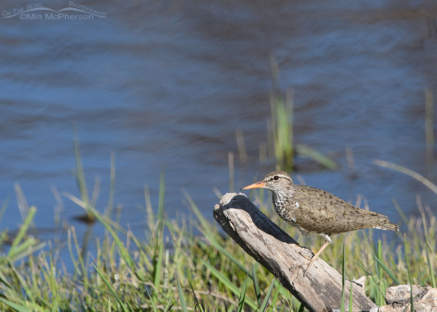 Adult Spotted Sandpiper perched on a stump, Wasatch Mountains, Summit County, Utah